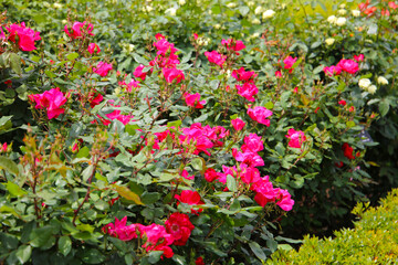 Obraz premium Beautiful roses in full bloom at the Japanese Rose Garden.