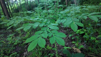 Close-up image of lush green pinnate leaves in a tropical forest. The texture and vein details are clearly visible, representing nature, botany, and plant structure.