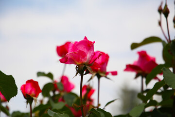 Beautiful pink roses in full bloom at the Japanese Rose Garden.