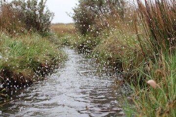 Obraz premium Shallow stream flowing through grassy marsh, water droplets splashing