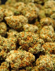 Close-up of cannabis buds