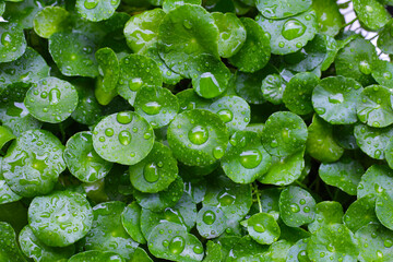 Green leaves of centella asiatica with rain drop (Gotu Kola) Fresh herb plant