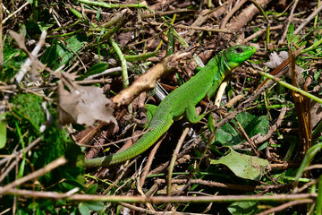 Westliche Riesensmaragdeidechse // Balkan green lizard (Lacerta trilineata trilineata) - Peloponnes, Griechenland