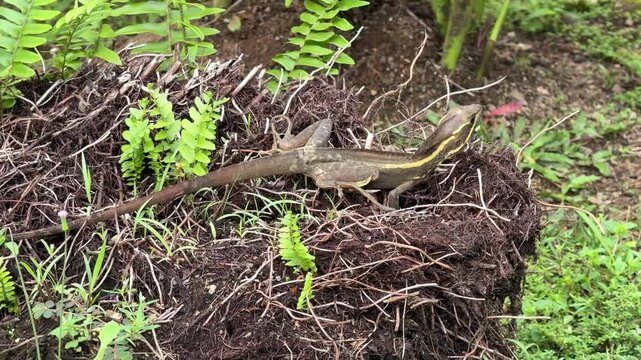 The brown basilisk, Basiliscus vittatus, also the striped or common basilisk