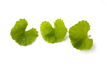Gotu kola plant, Fresh green leaves of herb