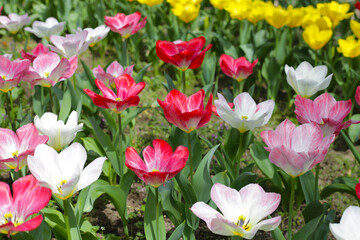 Field of blooming tulips under natural sunlight.