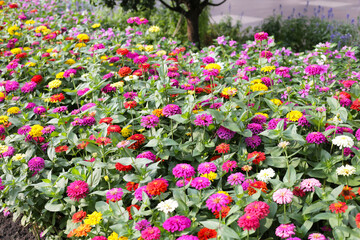 Colorful zinnias in full bloom