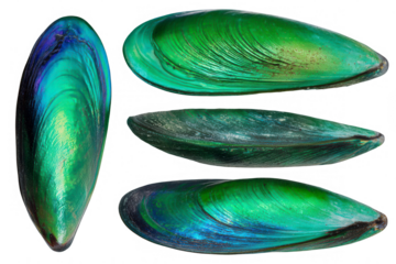 Four iridescent green-blue mussel shells