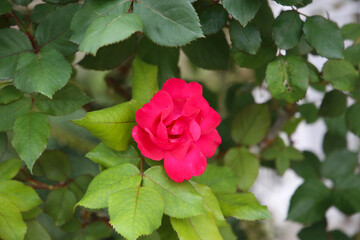 A beautiful rose bush in a public park in Japan