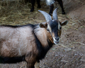 Cute goat in the zoo enclosure. Animals in captivity.