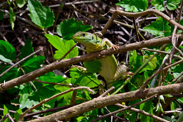 Westliche Riesensmaragdeidechse - Weibchen // Balkan green lizard  - female (Lacerta trilineata trilineata) - Peloponnes, Griechenland