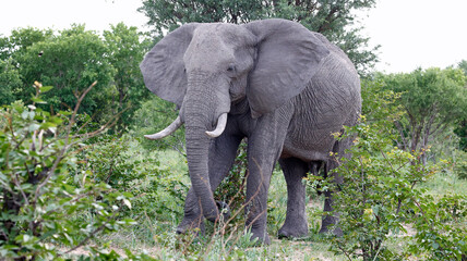 Elephants in Botswana
