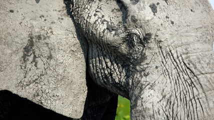 Elephants in Botswana