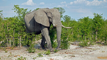 Elephants in Botswana