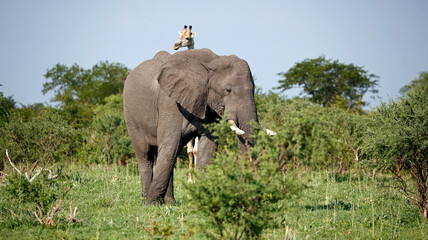 Elephants in Botswana