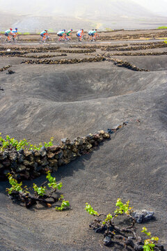 Curved volcanic ash mounds and black soil forming natural wind barriers for grapevines in La Geria, Lanzarote, with hikers crossing distant rows, blending nature and viticulture.