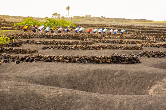 Rows of volcanic vineyards in La Geria, Lanzarote, with sinuous black ash curves and green sprouts under soft evening light, revealing pattern, cultivation and environmental harmony.
