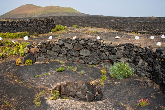 Circular stone wall vineyard structures known as zocos in La Geria, Lanzarote, with green sprouts emerging from volcanic ash, illustrating adaptation and tradition in harsh terrain.