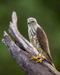 Shikra or Accipiter badius or little banded goshawk bird closeup perched in natural green background in winter season wildlife safari at ranthambore national park forest tiger reserve rajasthan india