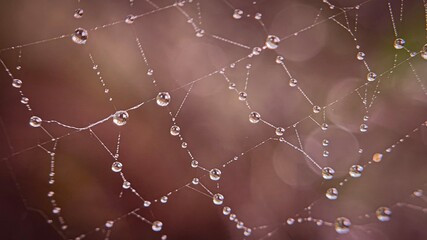 Macro photography of a spider web covered with water droplets after rain, with a soft blurred...