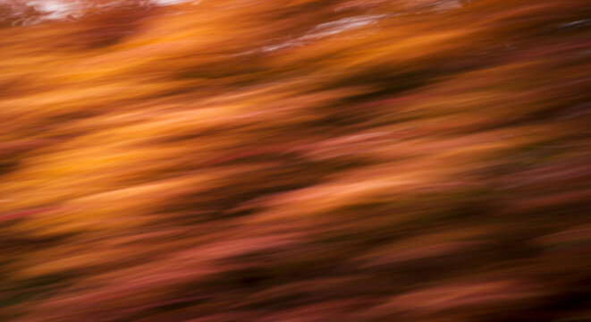 Abstract blurred motion of autumn leaves in shades of orange, red, and brown, creating a dynamic and textured background.