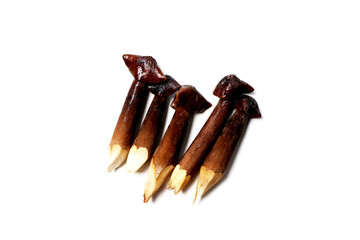 Termite mushrooms with long stems, white tips, and dark brown caps.