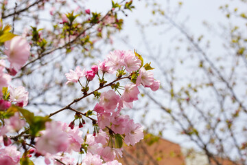 Branches of sakura flowers, cherry blossom