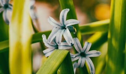Hyacinthus orientalis, the common hyacinth, garden hyacinth or Dutch hyacinth, is a species of flowering plant in the family Asparagaceae, subfamily Scilloideae. It is native to western Asia, from sou
