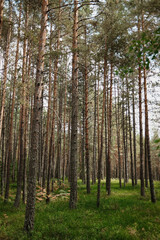 Dense pine woodland with straight trunks and green understory in Tara National Park, Serbia. Calm summer nature background.