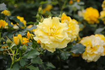Yellow roses blooming in a Japanese public garden.