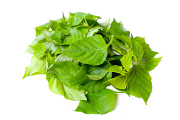 Fresh Sweet Ivy leaves for cooking, Asystasia gangetica (L.) T. Anders.
