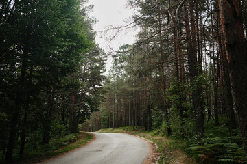 Naklejka premium Curving asphalt road through pine forest in Tara National Park, Serbia. Quiet summer travel scene under soft light and green trees.