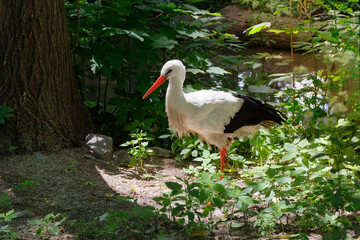 Stork is looking for food in forest. Bird that nests near people. Birds with long, stout bills.