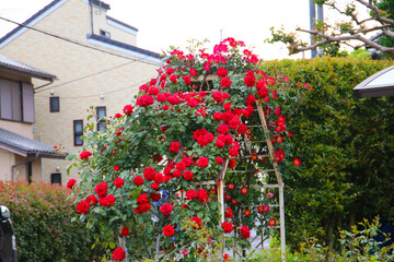 A beautiful rose bush in a public park in Japan