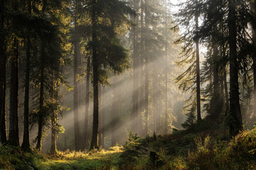Obraz premium Dense pine forest with morning sunbeams breaking through fog