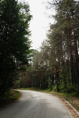 Fototapeta premium Curving asphalt road through pine forest in Tara National Park, Serbia. Quiet summer travel scene under soft light and green trees.