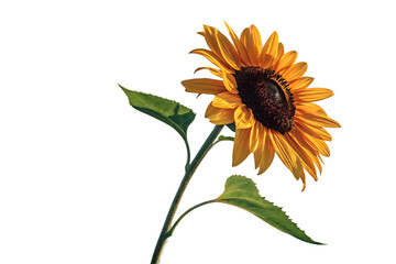 Fototapeta premium Ai generated image of a single vibrant yellow sunflower with green leaves and stem, isolated on a transparent background, showcasing its natural beauty and intricate details