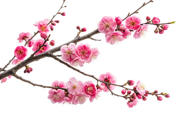Ai generated image of delicate pink plum blossoms on a branch, isolated on transparent background, symbolizing spring and new beginnings with their vibrant color and fragrant petals