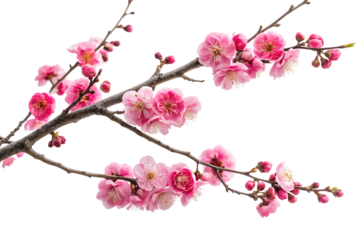 Ai generated image of delicate pink plum blossoms on a branch, isolated on transparent background, symbolizing spring and new beginnings with their vibrant color and fragrant petals