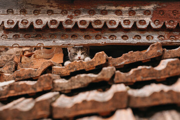 A playful and curious cat carefully peeks through the weathered, rustic roof tiles, capturing a...