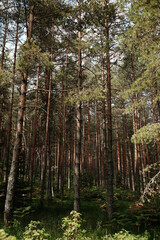 Obraz premium Pine forest floor covered with ferns in Tara National Park, Serbia. Tranquil summer woodland background.