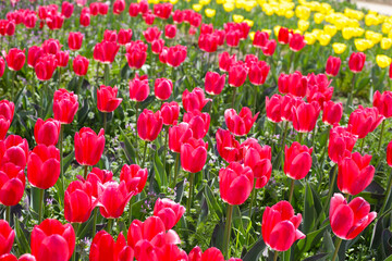 Field of blooming tulips under natural sunlight.