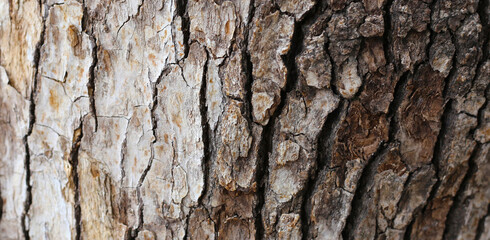 Rough tree bark with deep cracks and natural textures.