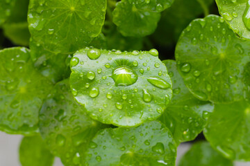 Green leaves of centella asiatica with rain drop (Gotu Kola) Fresh herb plant