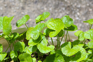 Fresh green Gotu Kola leaves growing in a plastic container under sunlight.