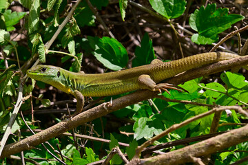 Westliche Riesensmaragdeidechse - Weibchen // Balkan green lizard  - female (Lacerta trilineata trilineata) - Peloponnes, Griechenland