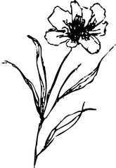 Wild Flower Vector Graphic