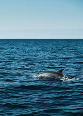 Naklejka premium Dolphin Swimming in the Open Ocean