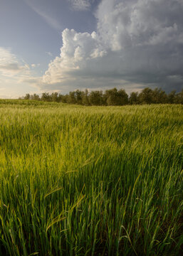 View of a vibrant green field rippling under a vast sky, where sunlight clashes with gathering storm clouds, creating a dramatic scene, Elbasan, Elbasan County, Albania.