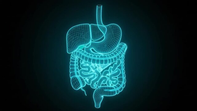 Rotating Wireframe Visualization of the Human Digestive System Glowing on Black Background